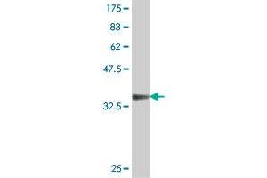 Western Blot detection against Immunogen (37. (Ephrin A3 antibody  (AA 45-145))