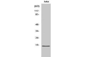 Western Blotting (WB) image for anti-Protein Phosphatase 1, Regulatory (Inhibitor) Subunit 14C (PPP1R14C) (Internal Region) antibody (ABIN3180135) (PPP1R14C antibody  (Internal Region))