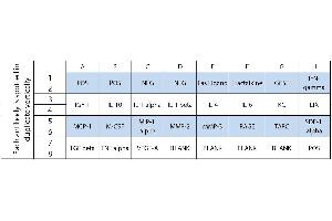 Image no. 1 for Mouse Neuro Discovery Array C1 (ABIN4955915) (Mouse Neuro Discovery Array C1)