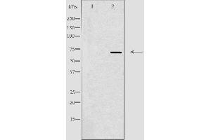 ADCK2 antibody  (Internal Region)