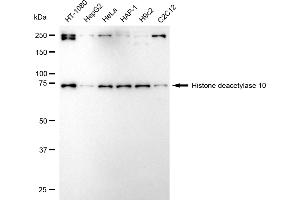 anti-Histone Deacetylase 10 (HDAC10) antibody
