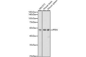 Western blot analysis of extracts of various cell lines, using PTEN antibody  at 1:1000 dilution. (PTEN antibody)
