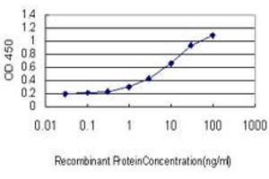 Detection limit for recombinant GST tagged HEYL is approximately 1ng/ml as a capture antibody. (HEYL antibody  (AA 221-327))