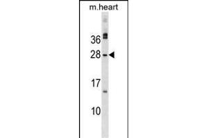 MSC Antibody (C-term) (ABIN1536771 and ABIN2849429) western blot analysis in mouse heart tissue lysates (35 μg/lane). (Musculin antibody  (C-Term))