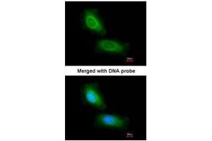 ICC/IF Image Immunofluorescence analysis of paraformaldehyde-fixed HeLa, using CCDC68, antibody at 1:200 dilution. (CCDC68 antibody)