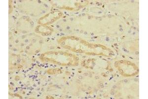 Immunohistochemistry of paraffin-embedded human kidney tissue using ABIN7149055 at dilution of 1:100