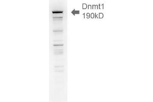 Dnmt1, 18ug H1299 lysate 1 in1000 Western Blotting. (DNMT1 antibody  (AA 637-650))