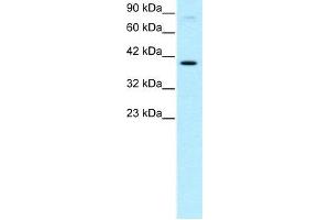 Human HepG2; WB Suggested Anti-KIN Antibody Titration: 0. (KIN antibody  (Middle Region))