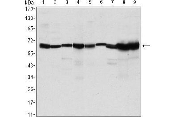 CARM1 antibody