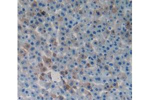IHC-P analysis of tissue, with DAB staining. (GDF1 antibody  (AA 183-357))