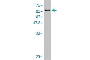Western Blotting (WB) image for anti-Fanconi Anemia Complementation Group G (FANCG) (AA 1-622) antibody (ABIN560843)