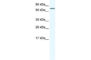 WB Suggested Anti-MEF2A Antibody Titration:  2. (MEF2A antibody  (N-Term))