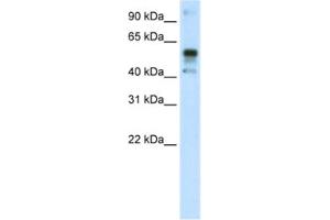Western Blotting (WB) image for anti-Nuclear Factor (erythroid-Derived 2)-Like 2 (NFE2L2) antibody (ABIN2461777) (NRF2 antibody)