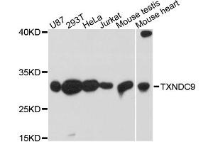 Western blot analysis of extracts of various cell lines, using TXNDC9 antibody. (TXNDC9 antibody)