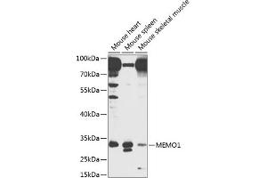 Western blot analysis of extracts of various cell lines, using MEMO1 antibody  at 1:1000 dilution. (MEMO1 antibody  (AA 1-297))