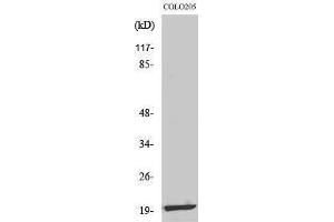 Western Blotting (WB) image for anti-Mitochondrial Ribosomal Protein L12 (MRPL12) (Internal Region) antibody (ABIN3176094) (MRPL12 antibody  (Internal Region))
