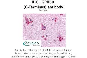 Image no. 1 for anti-G Protein-Coupled Receptor 68 (GPR68) (C-Term) antibody (ABIN1735156) (GPR68 antibody  (C-Term))