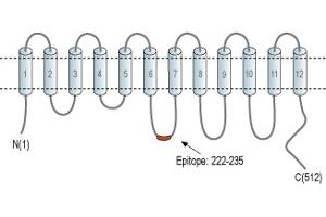 anti-Solute Carrier Family 7 (Cationic Amino Acid Transporter, Y+ System), Member 5 (SLC7A5) (3rd Intracellular Loop), (AA 222-235) antibody