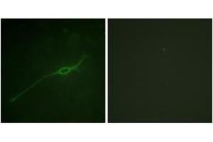 Immunofluorescence analysis of NIH-3T3 cells, using Syntaxin 1A (Phospho-Ser14) Antibody. (STX1A antibody  (pSer14))