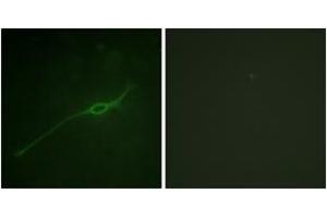 Immunofluorescence analysis of NIH-3T3 cells, using Syntaxin 1A (Phospho-Ser14) Antibody.
