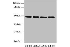 Western blot All lanes: INHBB antibody at 2 μg/mL Lane 1: U87 whole cell lysate Lane 2: A549 whole cell lysate Lane 3: A431 whole cell lysate Lane 4: Hela whole cell lysate Secondary Goat polyclonal to rabbit IgG at 1/10000 dilution Predicted band size: 46 kDa Observed band size: 46 kDa (INHBB antibody  (AA 295-405))