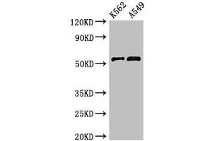 Western Blot Positive WB detected in: K562 whole cell lysate, A549 whole cell lysate All lanes: CELF2 antibody at 3 μg/mL Secondary Goat polyclonal to rabbit IgG at 1/50000 dilution Predicted band size: 55, 53, 56 kDa Observed band size: 55 kDa (CELF2 antibody  (AA 291-381))