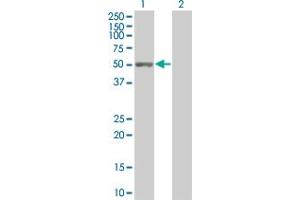 Western Blot analysis of C9orf68 expression in transfected 293T cell line by C9orf68 MaxPab polyclonal antibody. (C9orf68 antibody  (AA 1-392))