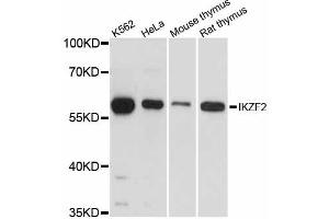 Western blot analysis of extracts of various cell lines, using IKZF2 antibody (ABIN6292362) at 1:3000 dilution.