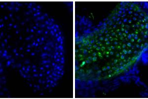 Frozen newborn mouse cartilage section was stained with Goat Anti-Type II Collagen-UNLB, and DAPI. (Donkey anti-Goat IgG (Heavy & Light Chain) Antibody (Biotin))