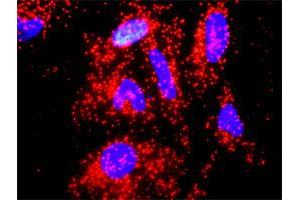 Proximity Ligation Analysis of protein-protein interactions between IL10 and A2M. (IL-10 antibody  (AA 1-178))