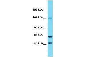 Western Blotting (WB) image for anti-Xanthine Dehydrogenase (XDH) (N-Term) antibody (ABIN2789448) (XDH antibody  (N-Term))