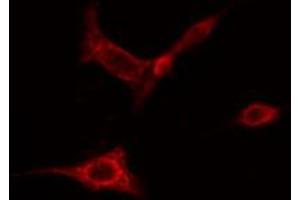 ABIN6274827 staining HeLa cells by IF/ICC. (AOX1 antibody  (Internal Region))