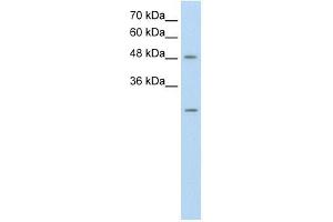 ANKRD2 antibody used at 0.