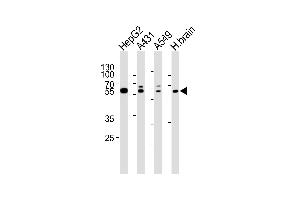Western blot analysis of lysates from HepG2, A431, A549 cell line and human brain tissue lysate(from left to right), using SERAC1 Antibody (N-term) (ABIN6244166 and ABIN6577553). (SERAC1 antibody  (N-Term))