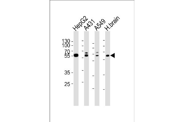 SERAC1 antibody  (N-Term)