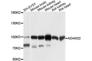 Western blot analysis of extracts of various cell lines, using ADAM22 antibody (ABIN6003737) at 1/1000 dilution. (ADAM22 antibody)