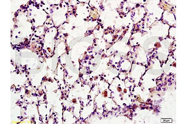 Synaptotagmin antibody  (AA 165-260)