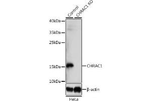 Western blot analysis of extracts from normal (control) and CHRAC1 knockout (KO) HeLa cells using CHRAC1 Polyclonal Antibody at dilution of 1:1000. (CHRAC1 antibody)