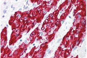Human Adrenal (formalin-fixed, paraffin-embedded) stained with IER3 antibody ABIN213935 at 5 ug/ml followed by biotinylated goat anti-rabbit IgG secondary antibody ABIN481713, alkaline phosphatase-streptavidin and chromogen. (IER3 antibody  (Internal Region))