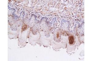 Formalin-fixed and paraffin embedded rat tongue labeled with Anti-GLP-1 (7-36) Polyclonal Antibody, Unconjugated 1:200 followed by conjugation to the secondary antibody and DAB staining (GLP-1 antibody  (AA 7-36))