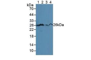 Western blot analysis of (1) Mouse Serum, (2) Human HL-60 Cells, (3) Human Jurkat Cells and (4) Human U-937 Cells.