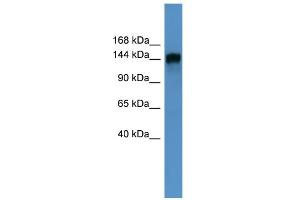 WB Suggested Anti-PITPNM1 Antibody Titration: 0. (PITPNM1 antibody  (N-Term))