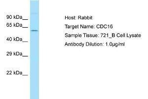 Host: Rabbit Target Name: CDC16 Sample Type: 721_B Whole Cell lysates Antibody Dilution: 1. (CDC16 antibody  (N-Term))