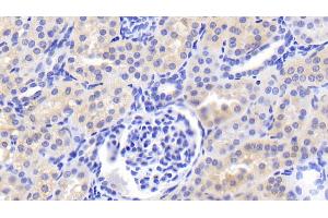 Detection of FGF1 in Porcine Kidney Tissue using Polyclonal Antibody to Fibroblast Growth Factor 1, Acidic (FGF1) (FGF1 antibody  (AA 12-151))