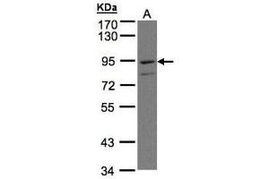 WB Image Sample(30 μg of whole cell lysate) A:H1299 7. (PTGFRN antibody  (C-Term))
