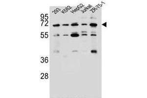 KCNV2 Antibody (C-term) (ABIN657006 and ABIN2846186) western blot analysis in 293,K562,HepG2,Jurkat,ZR-75-1 cell line lysates (35 μg/lane). (KCNV2 antibody  (C-Term))