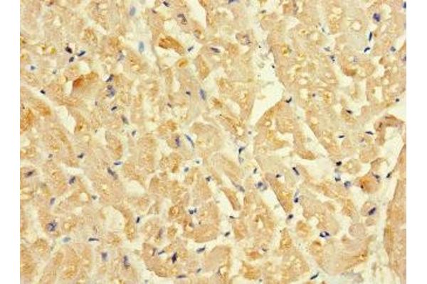 SLC16A10 antibody  (AA 159-201)