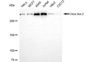 anti-Dmx-Like 2 (DMXL2) antibody