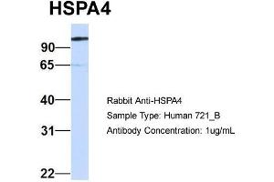 Host: Rabbit Target Name: HSPA4 Sample Type: Human 721_B Antibody Dilution: 1. (HSPA4 antibody  (Middle Region))