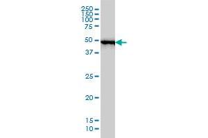 RP6-213H19 1 monoclonal antibody (M01), clone 2G6 Western Blot analysis of RP6-213H19 1 expression in MCF-7 .